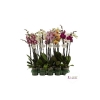 PHALAENOPSIS M-12 DOS TALLOS
